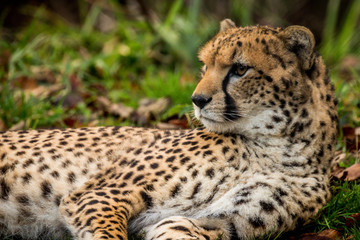 cheetah at rest