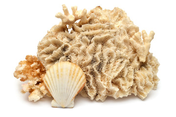 Naklejka premium Kolekcja muszli i koralowców na białym tle. Koncepcja kreatywna, życie morskie