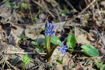 bloom blue snowdrop