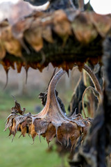 Closeup of deflorate, withered sunflowers.