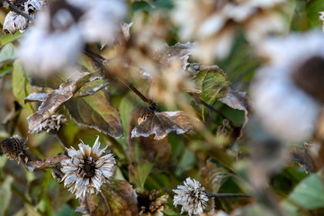 Withered frost flowers as background.
