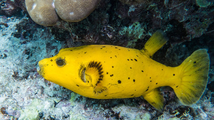 Yellow Pufferfish