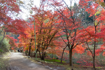 Fototapeta na wymiar Autumn leaves of Chiba city, Chiba prefecture, Japan / Izumi Nature Park in Chiba City, Chiba prefecture, Japan