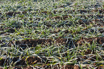 Fragment of a field with shoots of winter covered with hoarfrost.