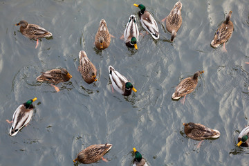 Ducks on the river