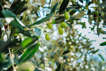 Branches d& 39 olivier méditerranéen aux olives mûres