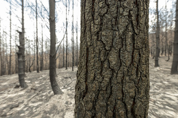 Obraz premium tree trunk burnt