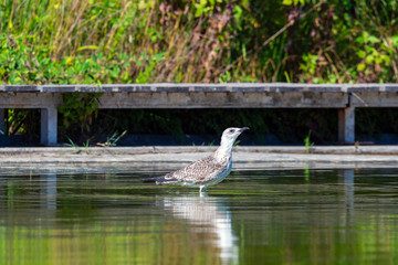 Seagull floating on a fresh water pond