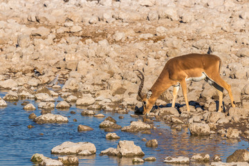 Black-faced impala (Aepyceros melampus petersi) drinking at the water hole, Etosha National Park,...