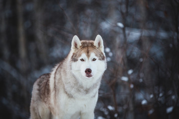 Close-up portrait of gorgeous and free siberian Husky dog standing on the snow in the fairy winter forest