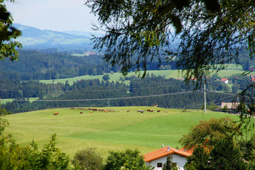 Blick von Oy Mittelberg in Richtung Alpen im Sommer
