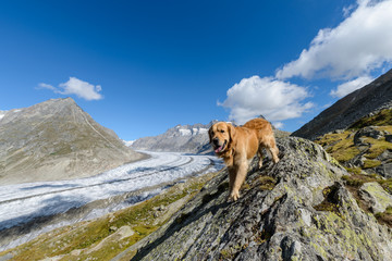 Gorgeous golden retriever dog standing on a hiking trail in Aletsch glacier area wanderweg hiking trail mountain view in Bettmeralp to Fiescheralp trail