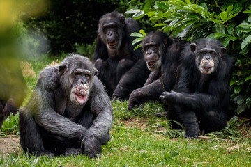 4 chimpanzees - obrazy, fototapety, plakaty