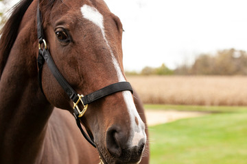 Fototapeta premium Close up of a horse with a white blaze and a nylon halter with fields behind.
