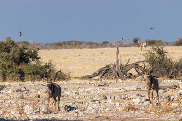 Fototapeta na wymiar Two male kudu ( Tragelaphus Strepsiceros) going to drink at a waterhole, Etosha National Park, Namibia.