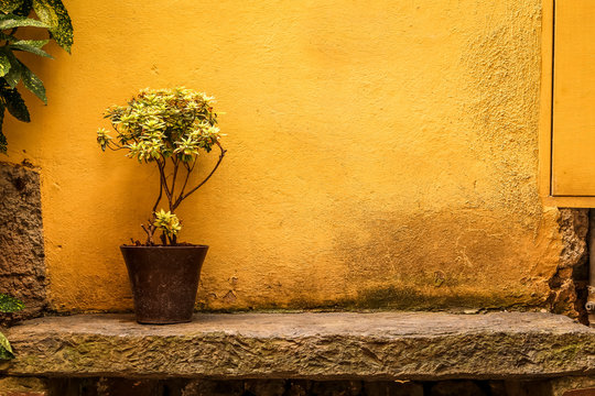 Flowerpot in the street of Cinque Terre, Liguria, Italy