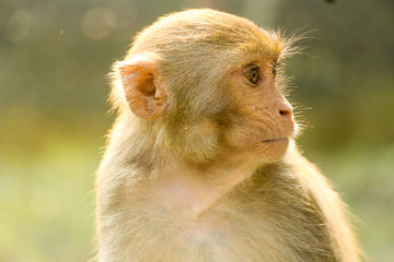 Monkey Looking Sadly