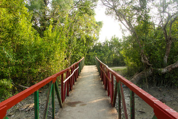 Bridge Inside Forest