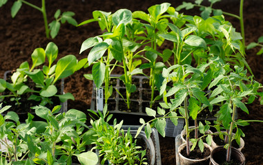 Pepper seedlings, tomato seedlings, closeup of young leaves of pepper, fresh spring background.