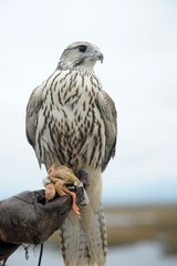 falcon sitting on a hand - 237027285