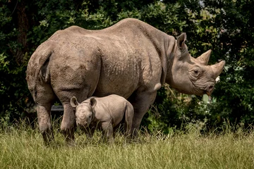 Foto op Plexiglas black rhinoceros © Peter Robinson