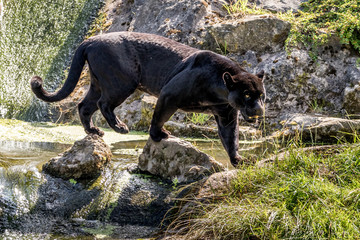 black jaguar