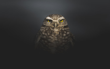 Grumpy Burrowing Owl Waking Up in the Middle of the Night - Wide Crop
