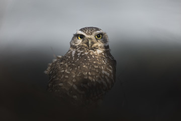 Burrowing Owl Waking Up at Twilight 