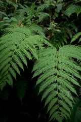 Fototapeta na wymiar A fern leaf in rain forest closeup detail