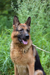 Portrait of german shepherd dog