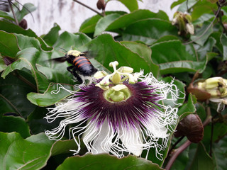 Pollen and Pollination 5