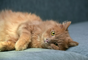 red cat lying