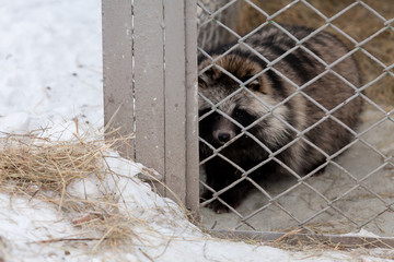 sad raccoon in a cage