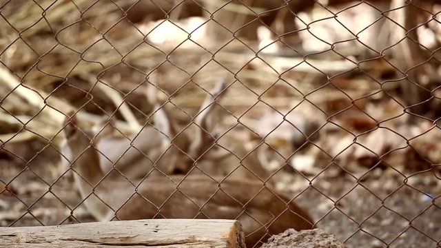 Metal mesh rabitz background. Blurred background primates in a cage. Zoo