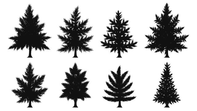 Set of pine leaf silhouette on white background.Black leaf vector by hand drawing