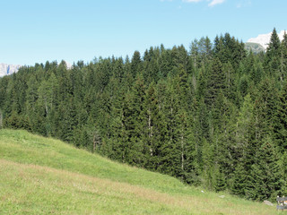 Fototapeta na wymiar Landscape of green pasture land, spruce trees and the Dolomites . South tyrol, Italy