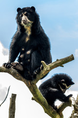 andean bear