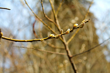 flower buds on a background of blue sky