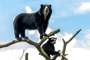 andean bear on tree