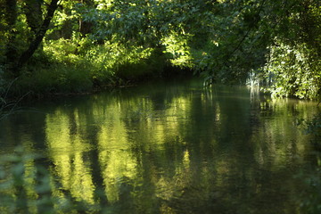 reflection of trees in the water