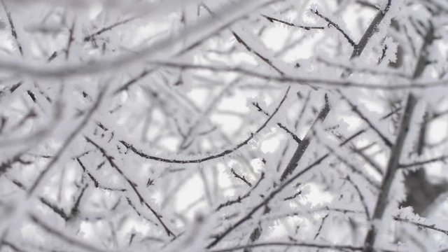 Winter christmas season background, leafless tree branches covered with hoarfrost