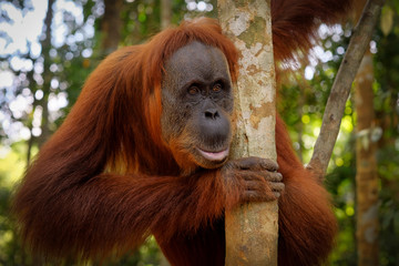 Orangutan posing