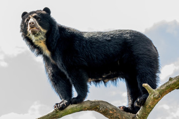 andean bear
