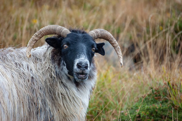 Sheeps in meadow