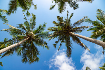 Naklejka na ściany i meble Green palm tree against blue sky and white clouds on a tropical beach