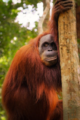 Orangutan smiling