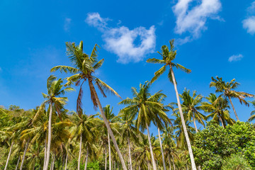 Fototapeta na wymiar Green palm tree against blue sky and white clouds on a tropical beach
