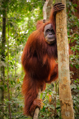 Orangutan smiling