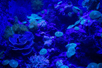 サンゴ礁の海底