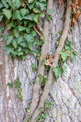 Lierre sur un tronc d'arbre